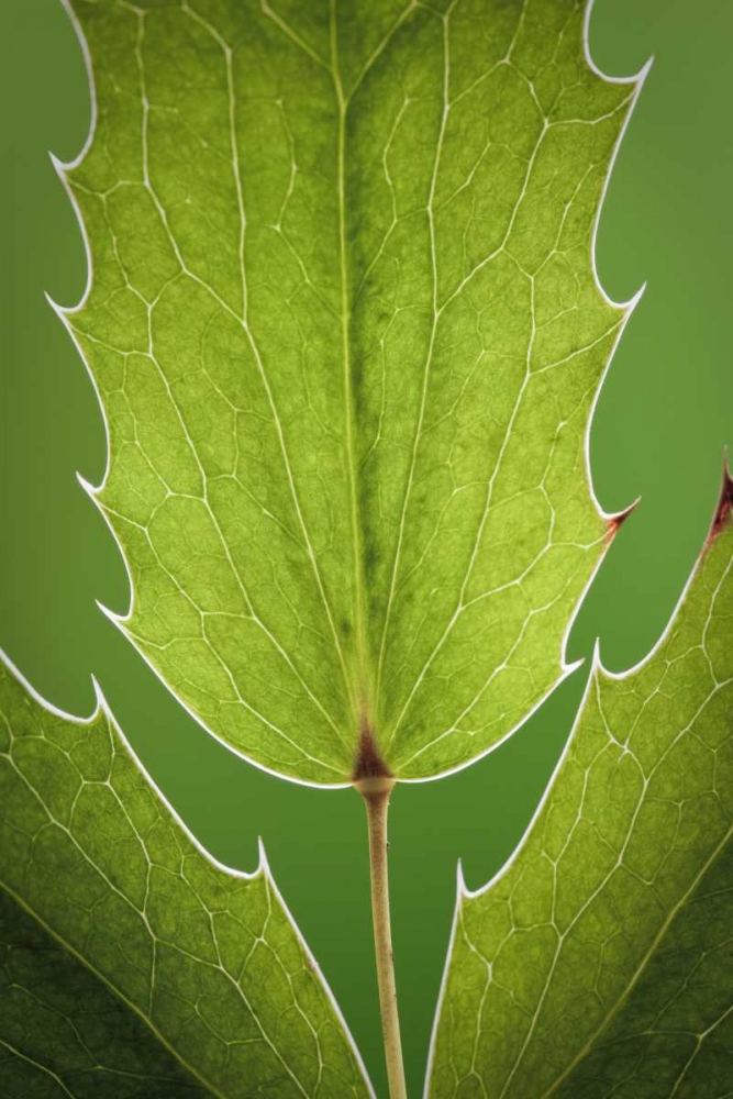Washington, Seabeck Oregon grape plant